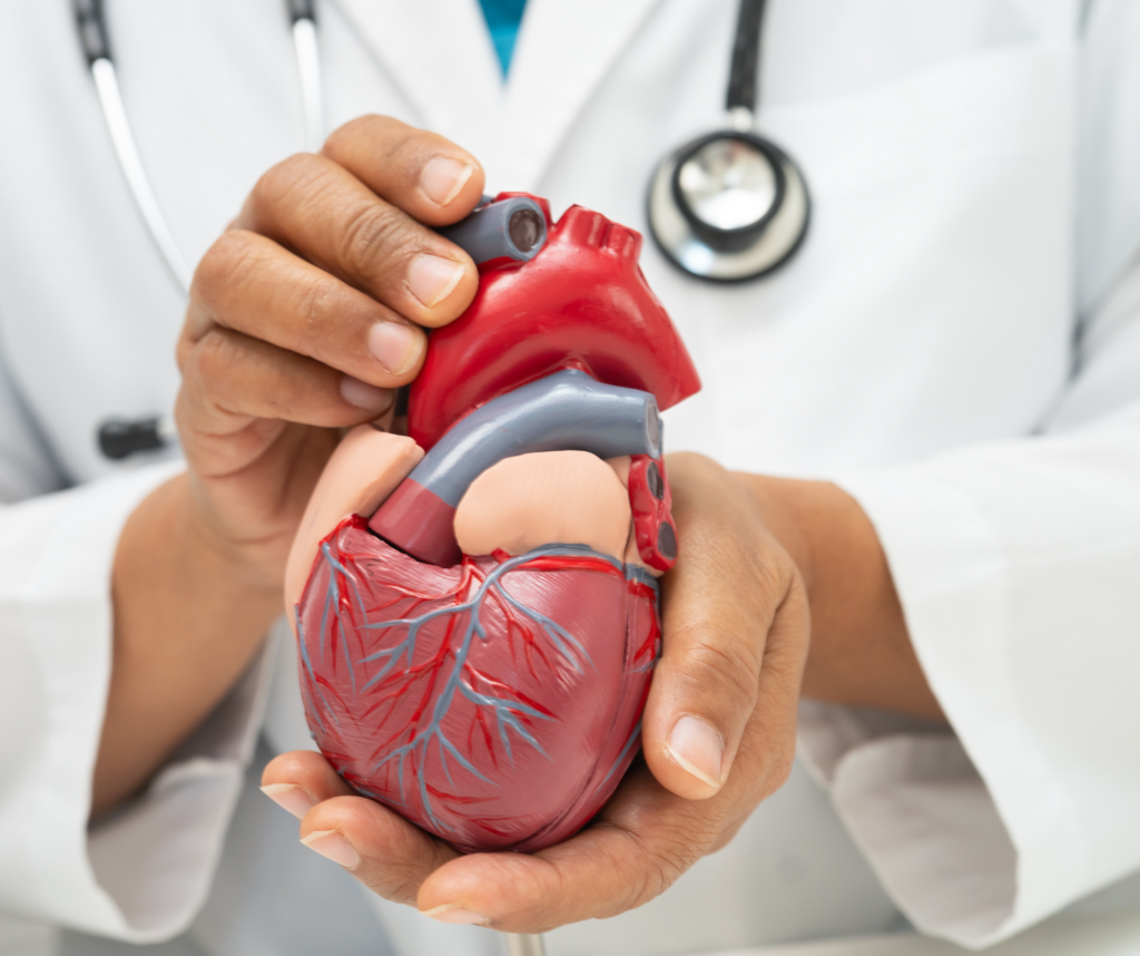 cardiovascular
