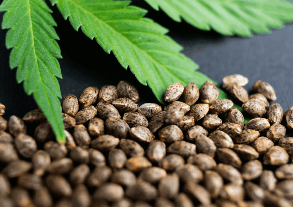 hemp cbd
