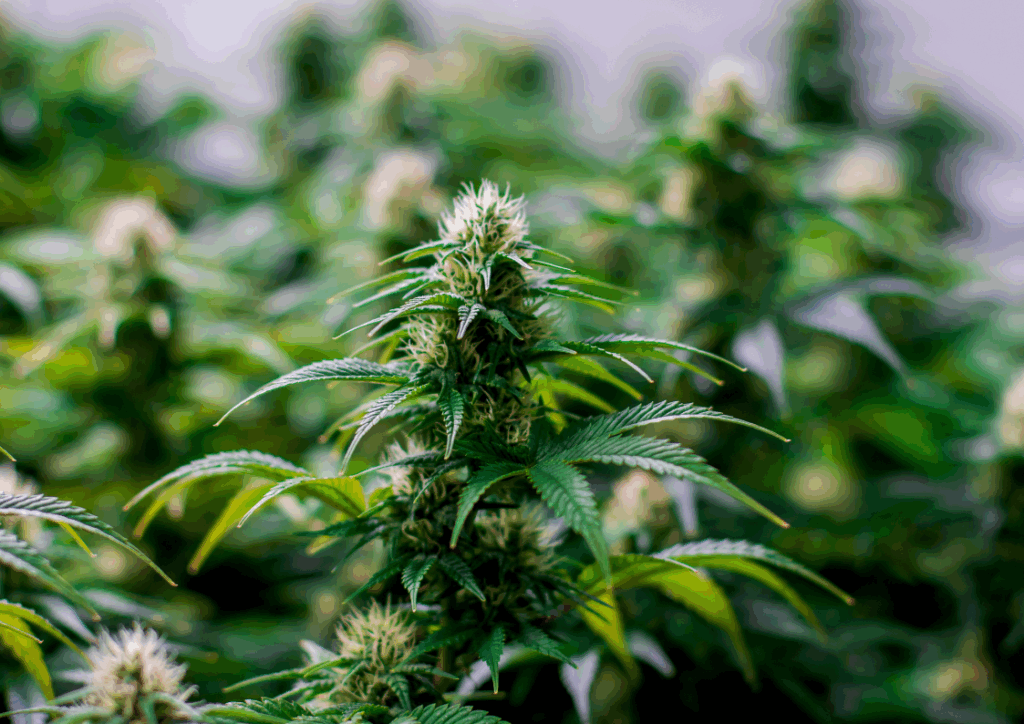 is thc addictive